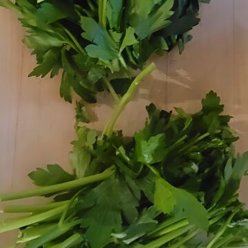 fresh parsley, thick stems torn from the rest