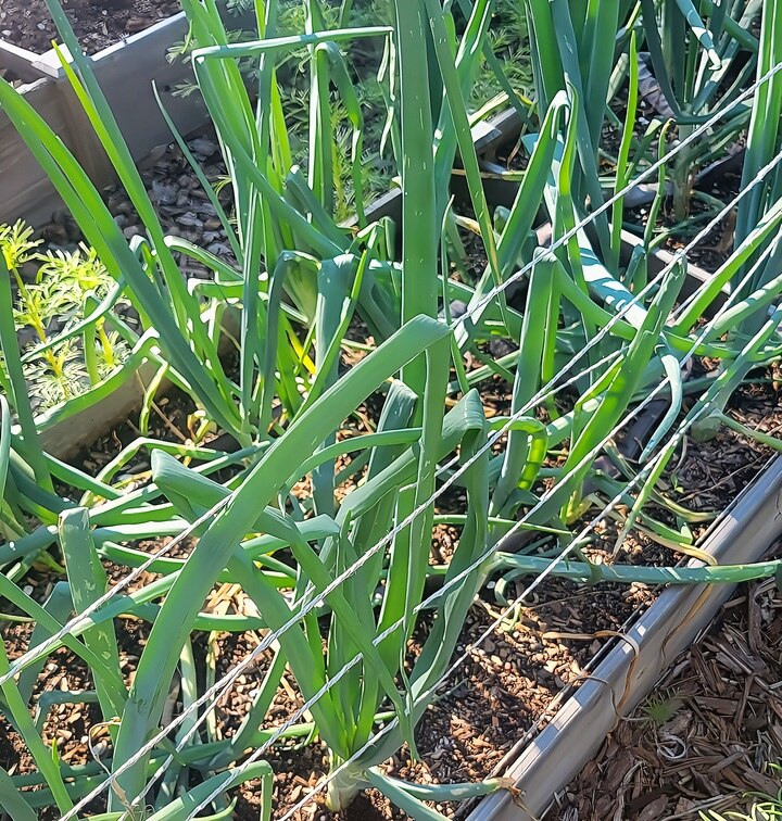 green tops of onions growing in a raised bed.