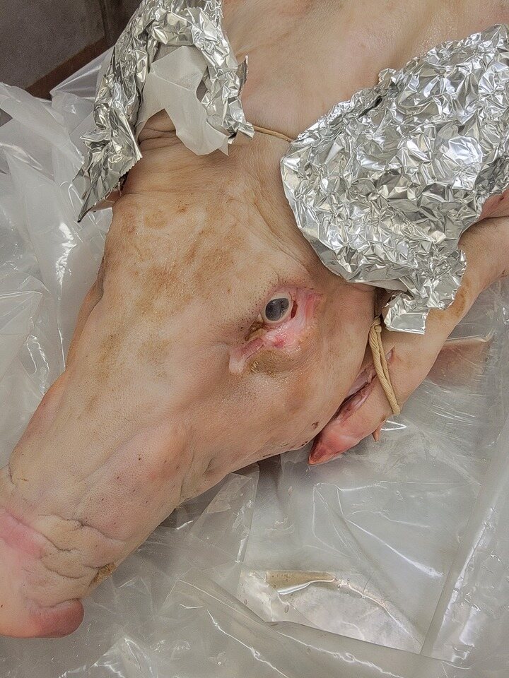 the poor pig's actual face, lying on plastic sheeting, ears covered with foil.
-the pig and the magic rock-