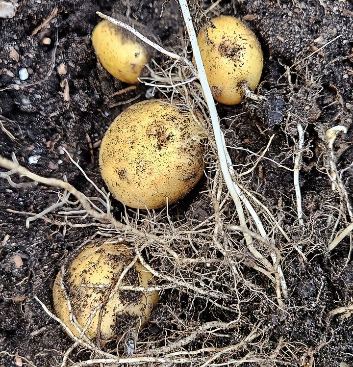 potatoes in dirt, with roots showing.