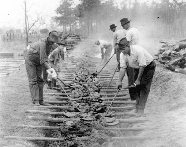 old photo of multiple men cooking large pieces of meat on poles over a long open pit.